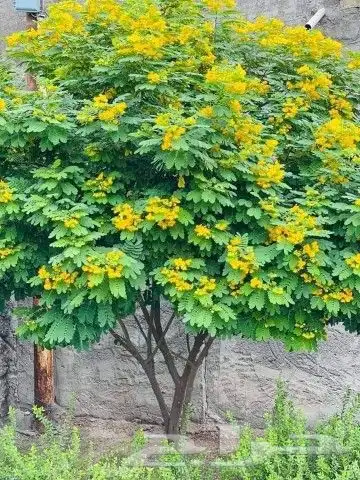 مزارع ومنسق الحدائق 6