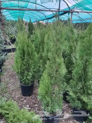 مزارع ومنسق الحدائق 0