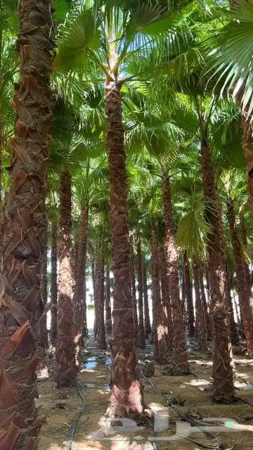 يوجد جميع انواع النخيل 5