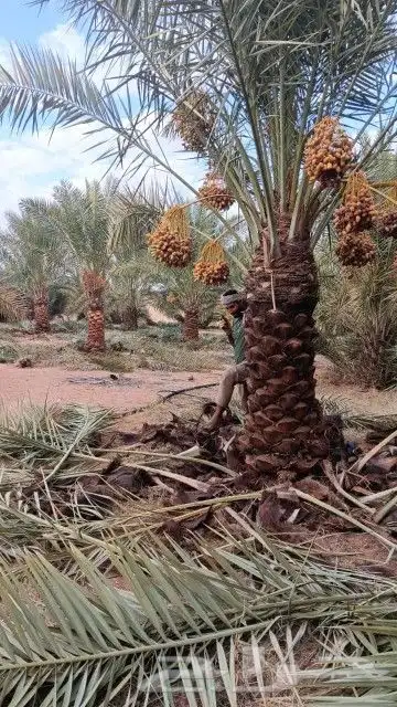 يوجد لدينا نخيل مثمر جميع الانواع وجميع المقسات 3