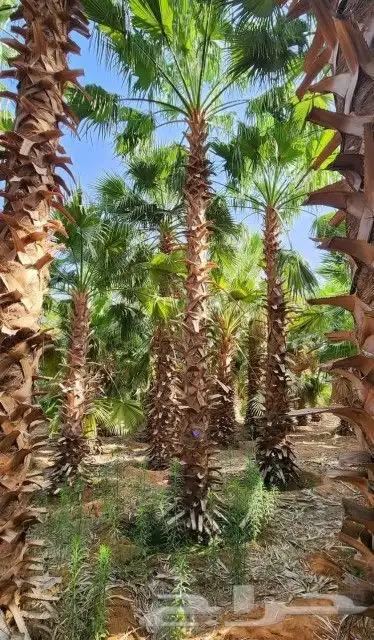 يوجد جميع انواع النخيل 3