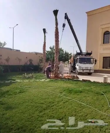 يوجد جميع انواع النخيل 9