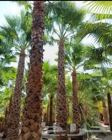 يوجد جميع انواع النخيل 8