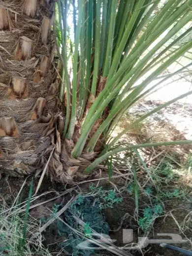 نخل ودي برني وروثانه صنوع فسايل كبار 1