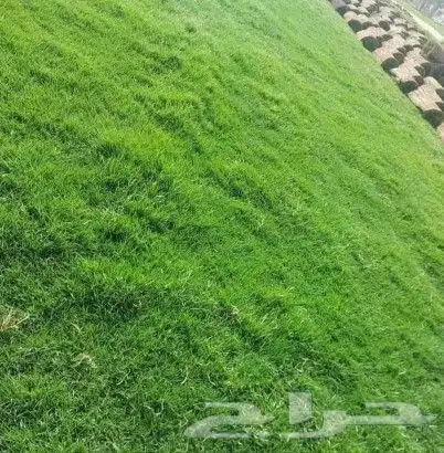 توريد وتركيب ثيل طبيعي c2000درجه اولى شرط 3