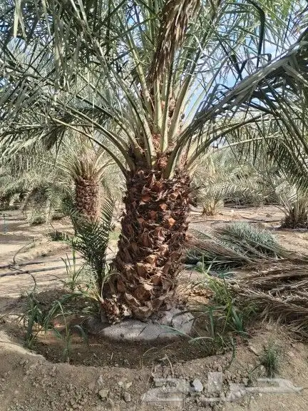 توريد وتركيب جميع انواع انخيل 4