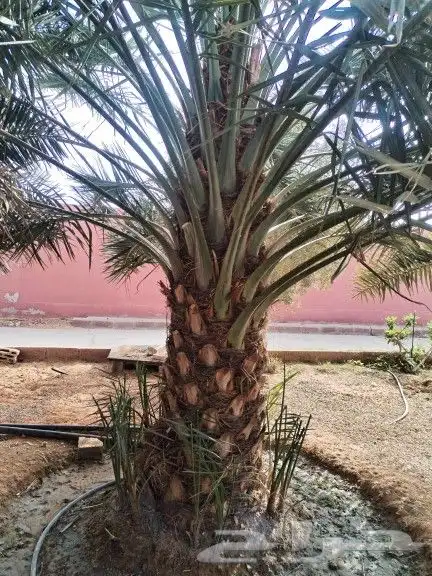 توريد وتركيب جميع انواع انخيل 2