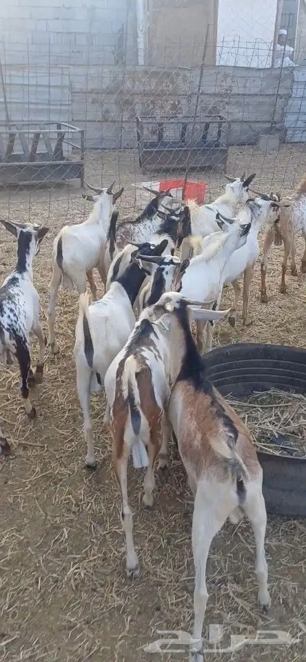 تيوس حبشيه مرابي شهرين على شعير وبرسيم صب 6