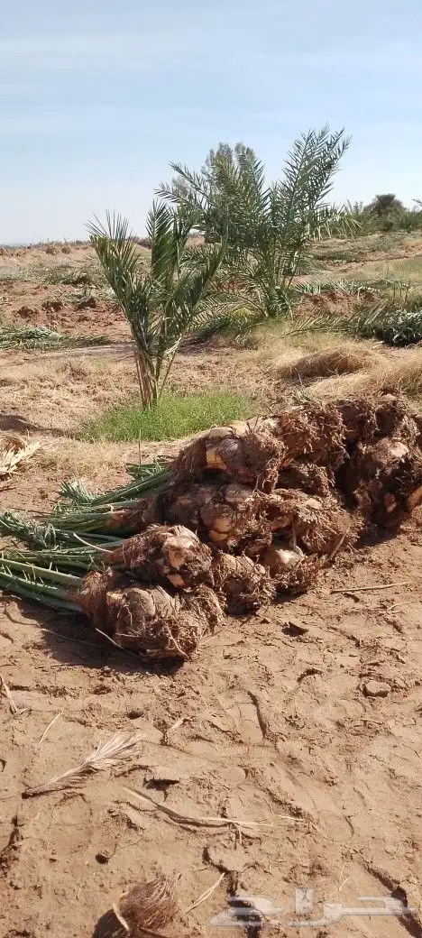 نخل ودي برني وروثانه صنوع فسايل كبار 2