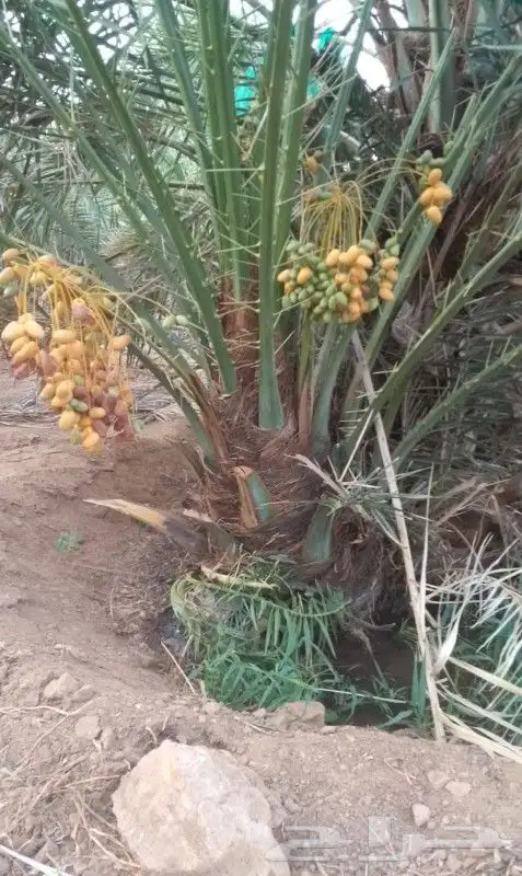 نخل للبيع مثمر نخيل جده مكه نخل خلاص برحي روثان للبيع 4