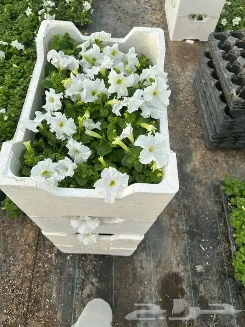 مشتل مشاتل للزراعه 4
