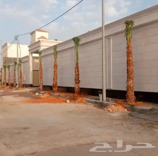 نخل واشنطني نخل عربي توريد نخيل واشنطني عربي زراعة نخيل 1
