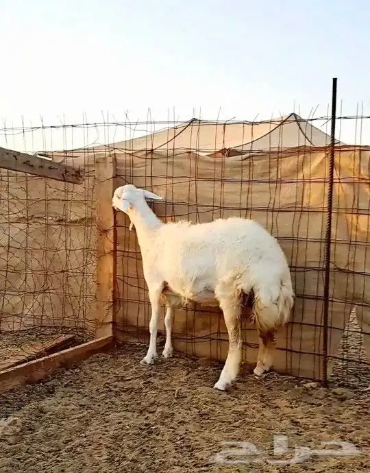 رخل جذعه صنف الصنف 1