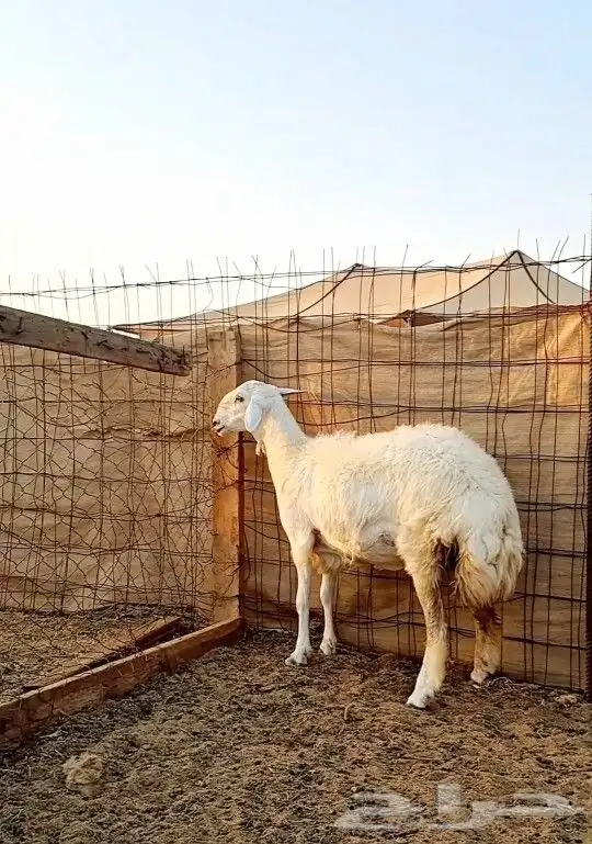 رخل جذعه صنف الصنف 0