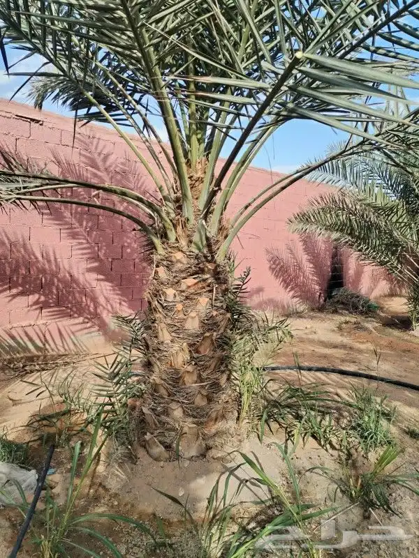توريد وتركيب جميع انواع انخيل 1