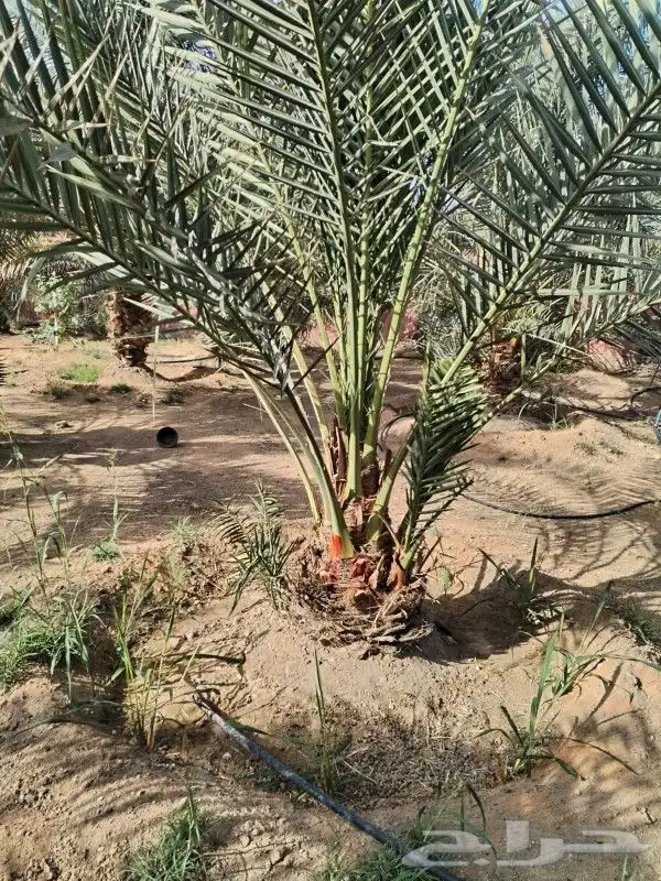 توريد وتركيب جميع انواع انخيل 7