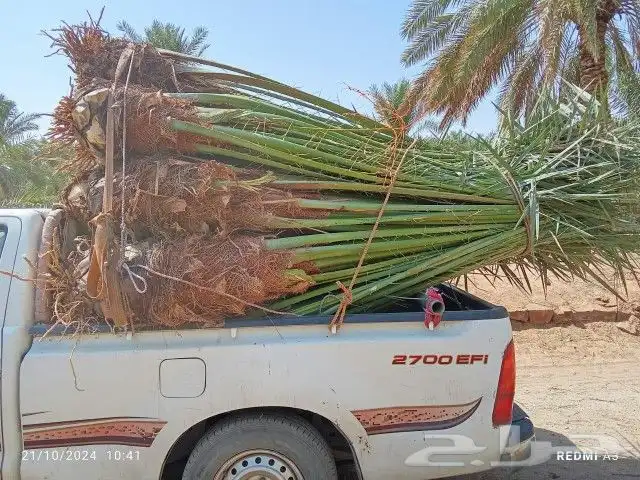 نخل للبيع مثمر نخيل جده مكه نخل خلاص برحي روثان للبيع 5