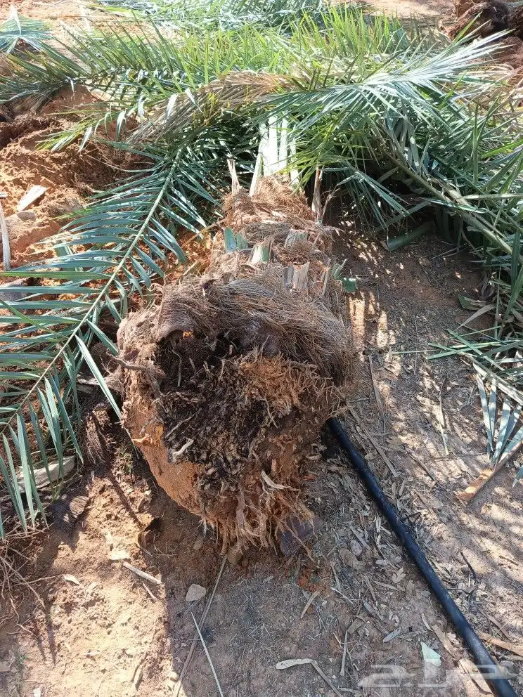 يوجد لدينا قلاعين نخل 1