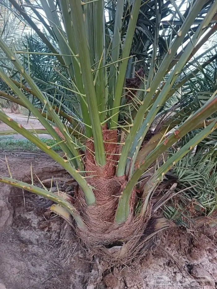نخل للبيع مثمر نخيل جده مكه نخل خلاص برحي روثان للبيع 3