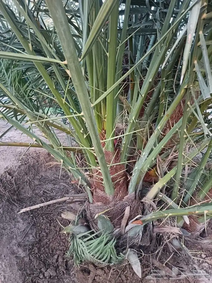 نخل للبيع مثمر نخيل جده مكه نخل خلاص برحي روثان للبيع 2