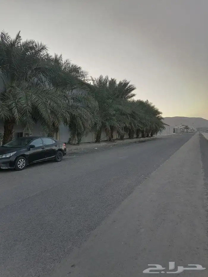 نخل روثانة 1