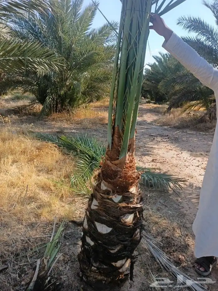 نخل للبيع مثمر نخيل جده مكه نخل خلاص برحي روثان للبيع 9