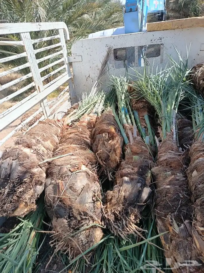 نخل للبيع مثمر نخيل جده مكه نخل خلاص برحي روثان للبيع 7