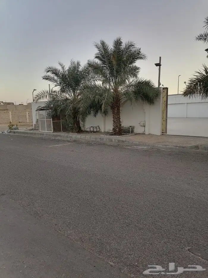 نخل روثانة 0