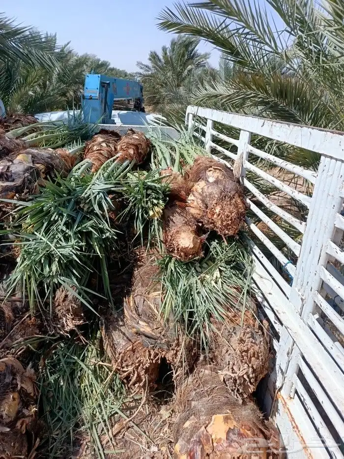 نخل للبيع مثمر نخيل جده مكه نخل خلاص برحي روثان للبيع 6