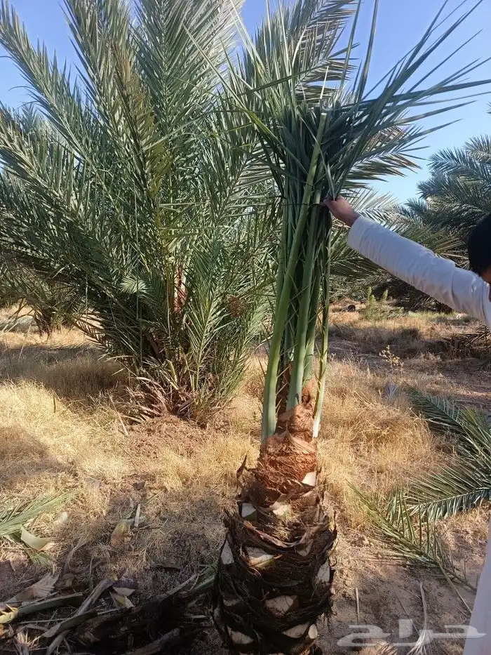نخل للبيع مثمر نخيل جده مكه نخل خلاص برحي روثان للبيع 8