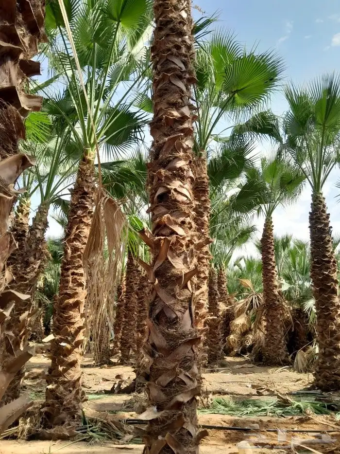 توريد وتركيب جميع انواع انخيل 9