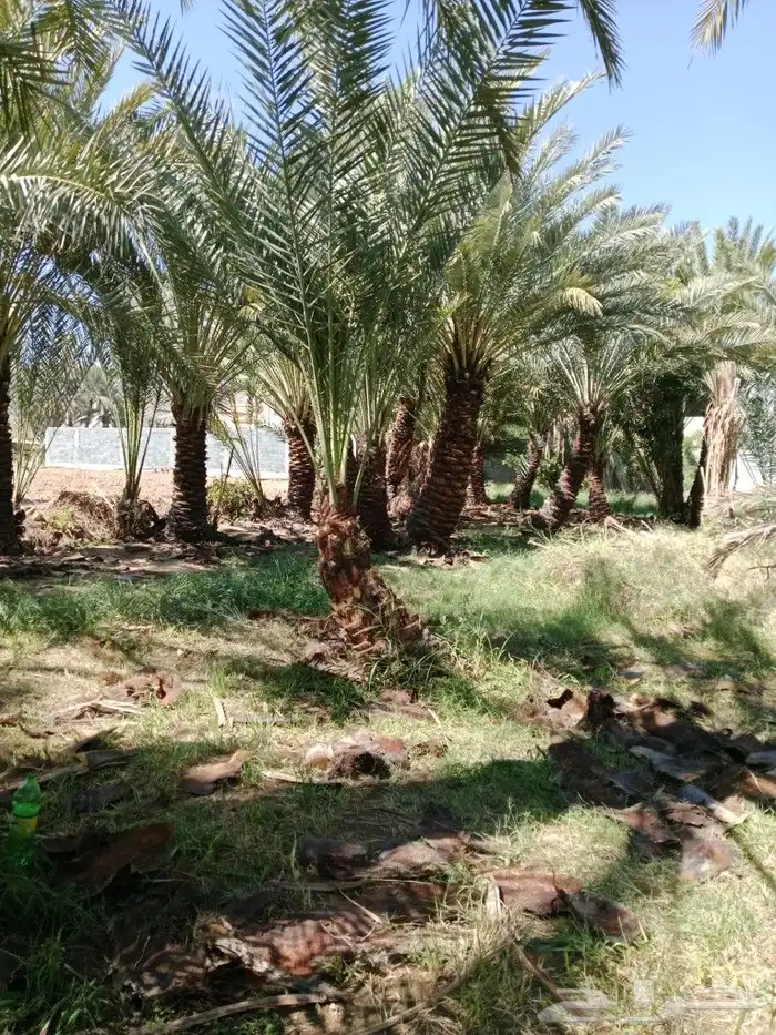 نخال درجه اولى مع التركيب والفسائل 5