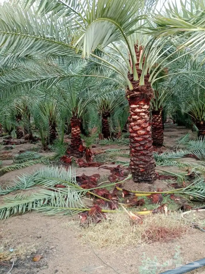نخال درجه اولى مع التركيب والفسائل 6