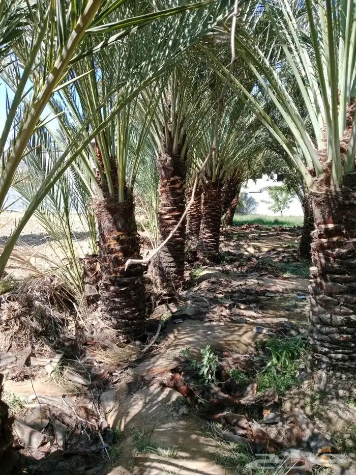 نخال درجه اولى مع التركيب والفسائل 1