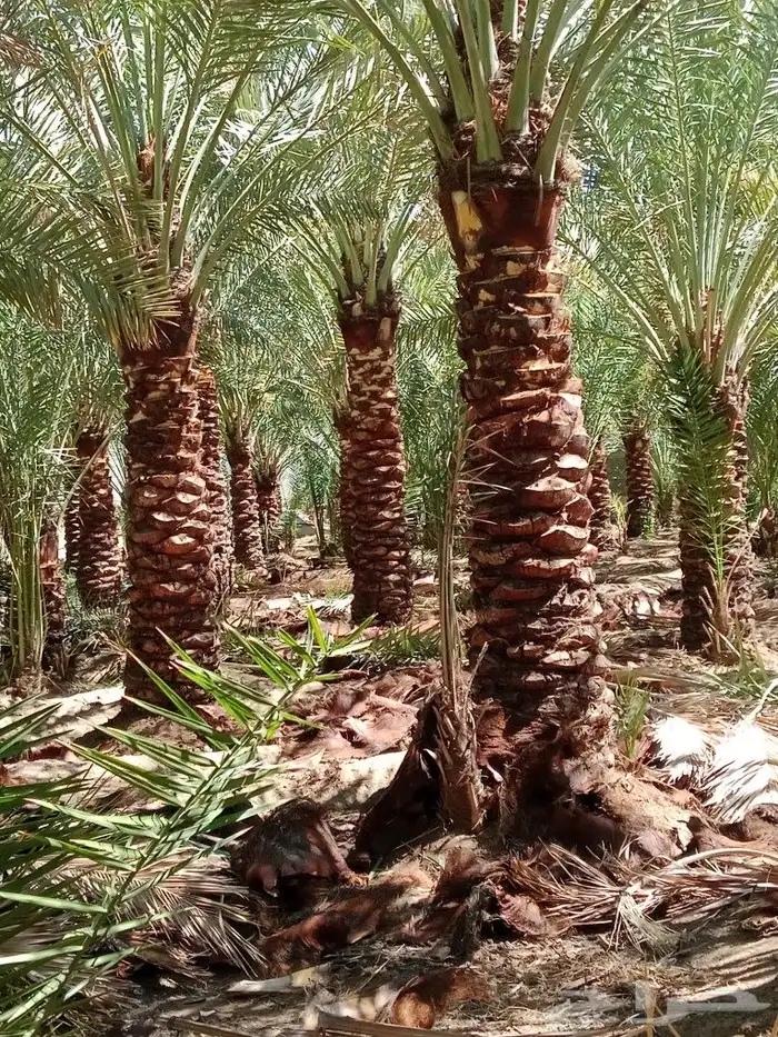 نخال درجه اولى مع التركيب والفسائل 0