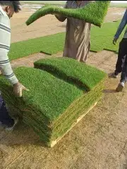 تيل طبيعي 1