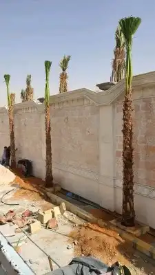 نخل واشنطني نخل عربي توريد نخيل واشنطني عربي زراعة نخيل 2