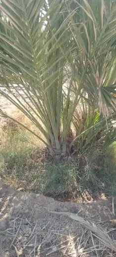 البيع نخل براني 9