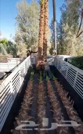 نخل واشنطني زينه ابومرحه درجه اولى والتوفيق للجميع 3