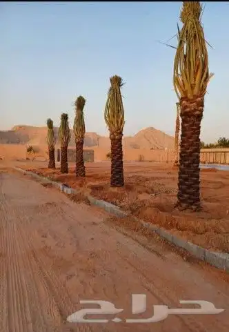 نخيل عربي واشنطني توصيل وزراعه 11