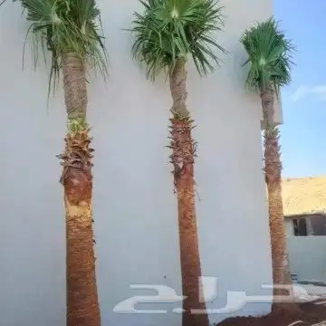 نخيل عربي واشنطني توصيل وزراعه 2