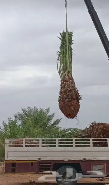 نخيل عربي واشنطني توصيل وزراعه 12