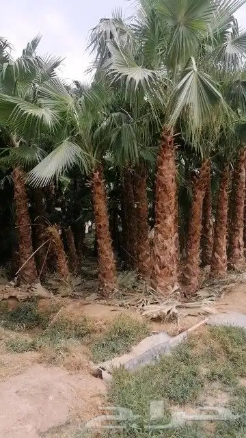 نخل واشنطني زينه ابومرحه درجه اولى والتوفيق للجميع 2