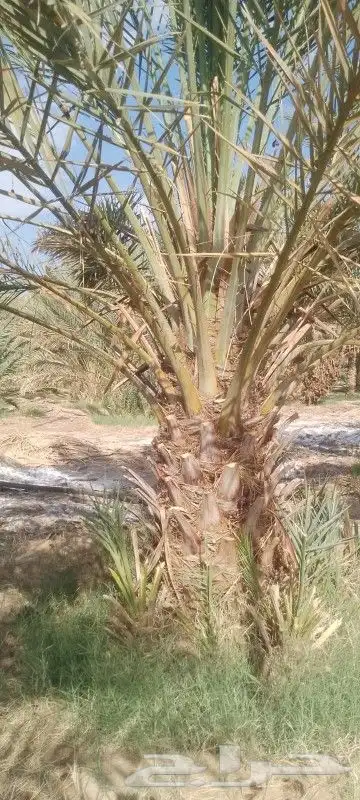 البيع نخل براني 6