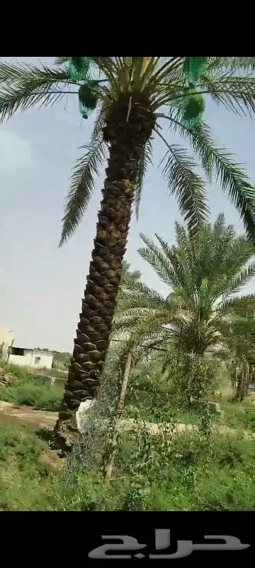 نخل عربي اربعه امتار 3