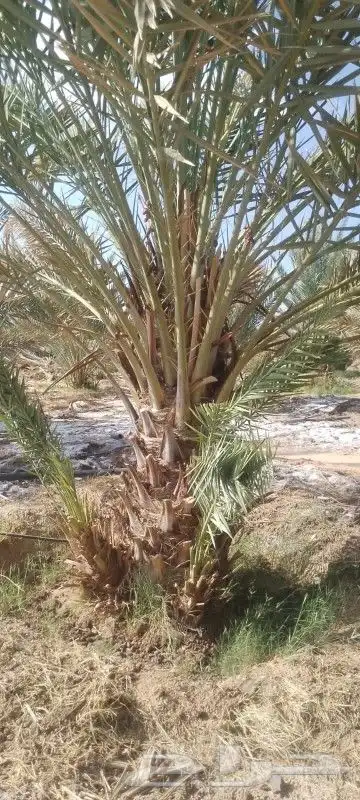 البيع نخل براني 7