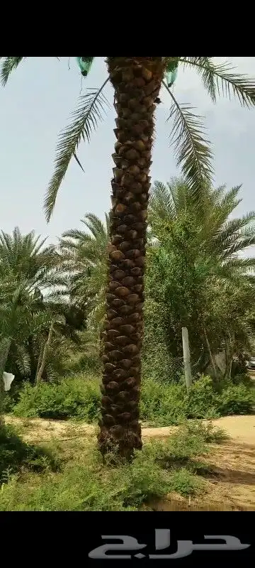 نخل عربي اربعه امتار 1