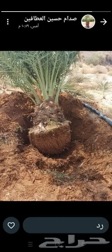 يوجد لدينا جميع أنواع النخيل المثمر والزينه 1