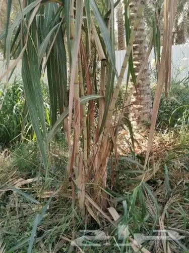 للبيع قصب سكر 2