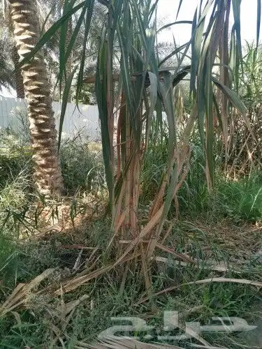 للبيع قصب سكر 1